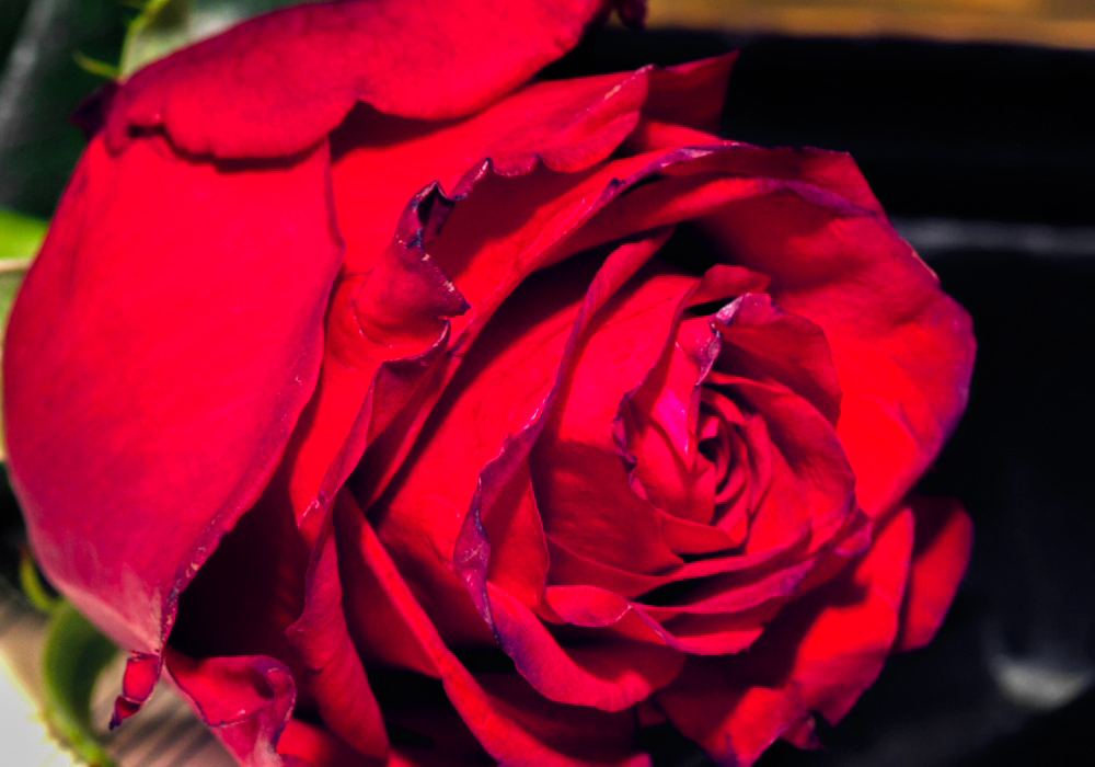 Rote Rose Stil zum Video Übertragen 